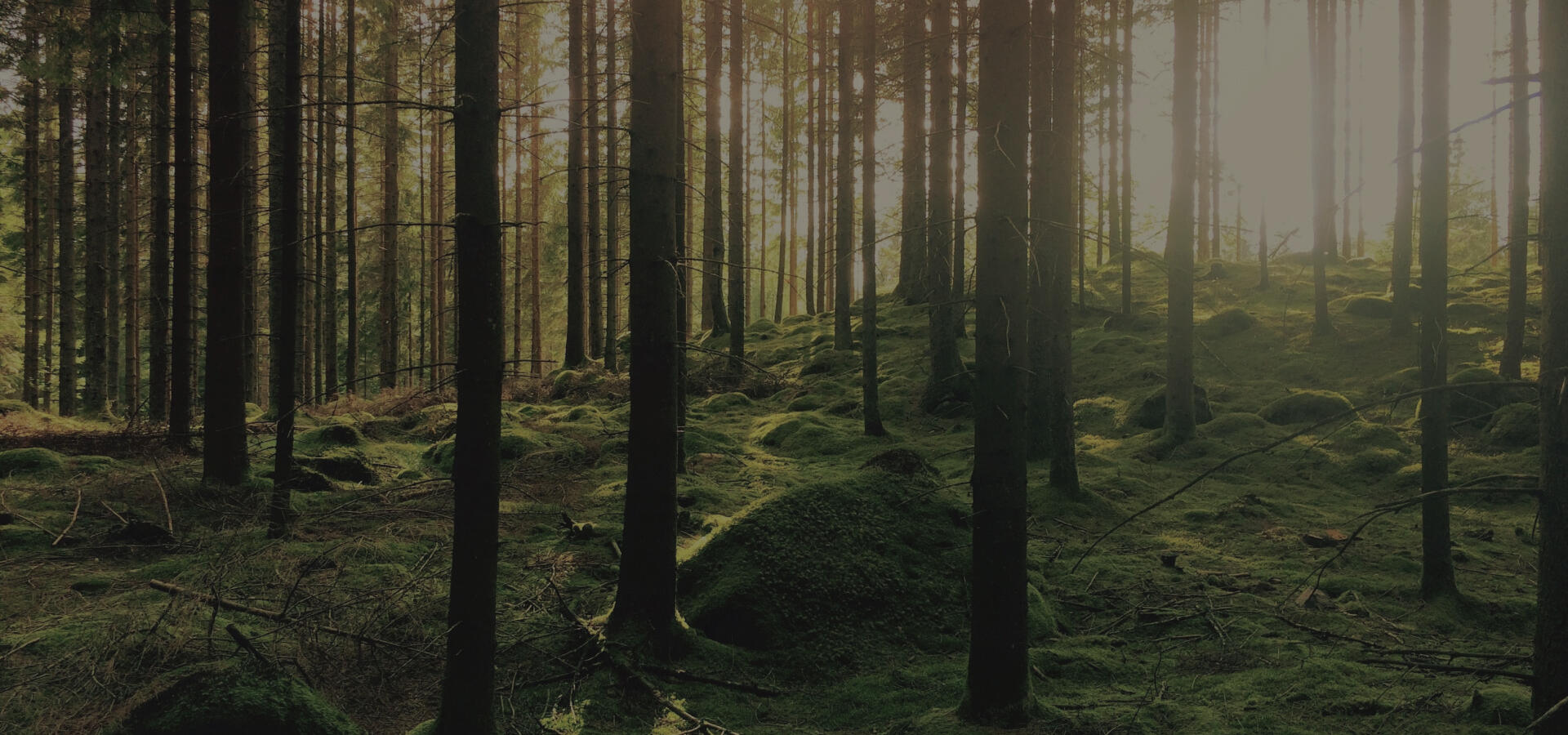 Nachhaltigkeit bei Gold