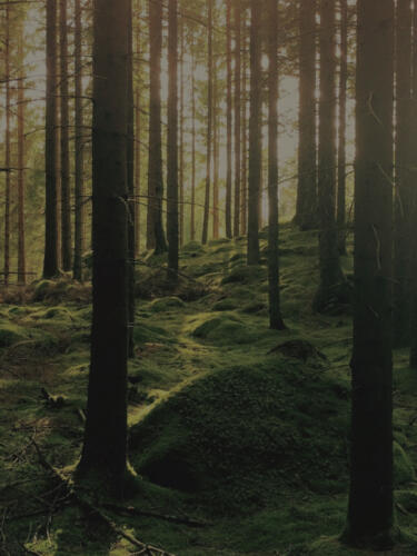 Nachhaltigkeit bei Gold